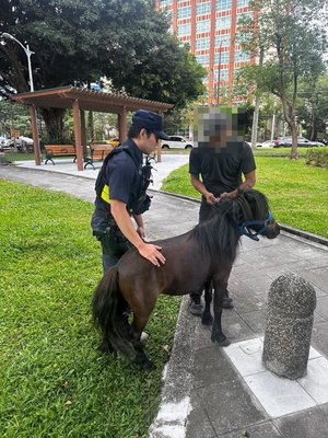 北市迷你馬再度脫逃上街　動保處開罰飼主9千元