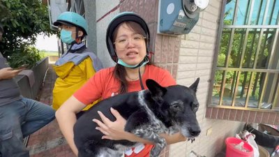 重金懸賞50萬元　走失米克斯犬「陳美琪」找到了