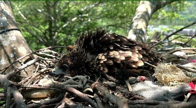 屏東黑鳶育雛直播新上架　墾丁也推黑枕藍鶲孵蛋