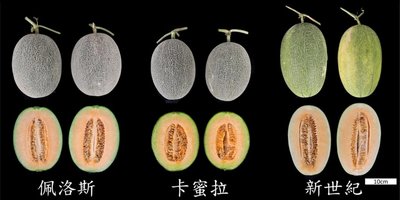 花蓮農改場新品種哈密瓜佩洛斯 瓜果量增6%至10%