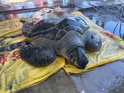 中國野放綠蠵龜研究生態　受困彰化蚵田獲救