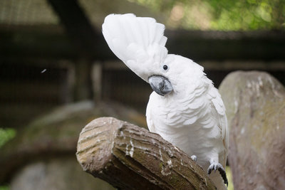 「世界鸚鵡日」快閃解說  北市動物園呼籲不棄養