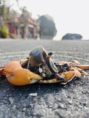 小琉球美人洞6/8啟動護蟹交管　志工籲減速降路殺