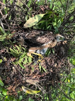 大冠鷲寶寶鷲星死亡母銜枝蓋身　育雛直播至6/2中午