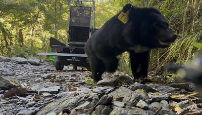 花蓮立山小熊野放  部落命名Ciang祈願平安長大