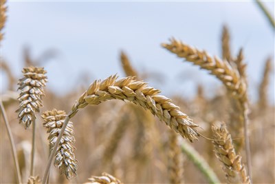 澳洲小麥產量估減26%　乾旱與中東衝突推升成本