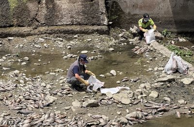 南投埔里河床清出1600公斤魚屍　排除廢水汙染