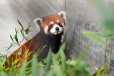 上海2隻小貓熊抵台　北市動物園：狀況良好