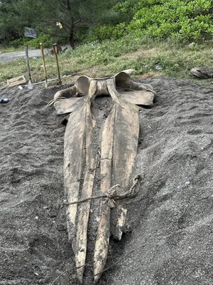 長須鯨死亡擱淺花蓮海岸 科博館將製標本