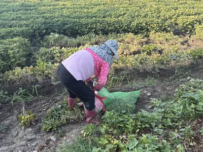 花生開盤價低迷　農糧署籲勿以尚未實施政策打壓價格