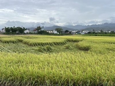 連日下雨台東水稻倒伏 專家籲排乾積水