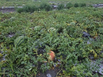 屏東豪雨農損292萬元 西瓜最嚴重提報現金救助
