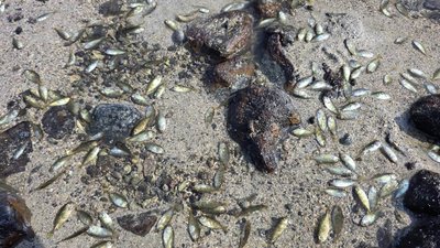 澎湖五德石滬小魚群擱淺 民眾潮間帶圍觀