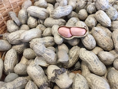 彰化豪雨重創落花生 農業部公告符合現金救助