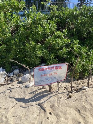 端午連假首日上萬人到小琉球 環團籲勿干擾海龜產卵