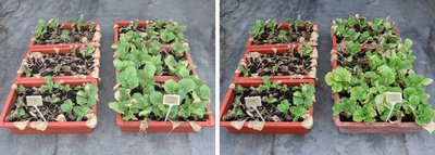 台中農改場推耐候微生物  提高抗逆境力最高5成