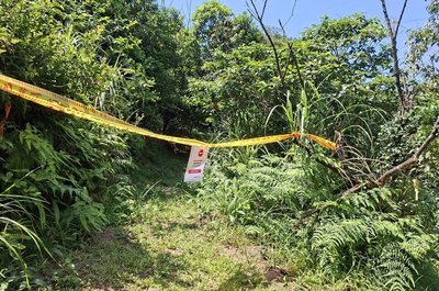 虎頭蜂頻傳螫人 瑞芳搜尋蜂巢暫封閉三貂嶺等3步道