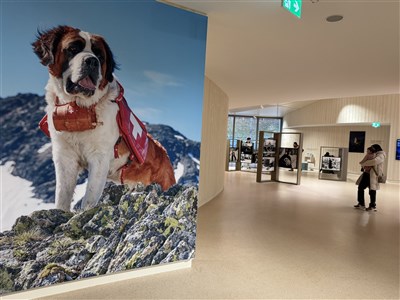 淡出雪地救援傳統任務 瑞士聖伯納犬職場轉型