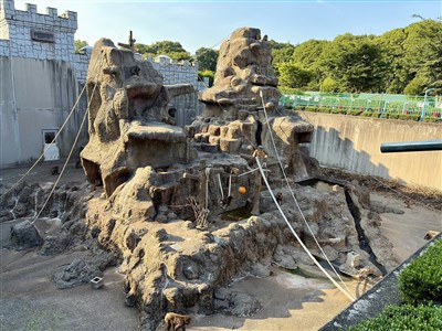 獼猴Panchi君猴山遭雷射筆照射 園方斥責恐致猴群壓力、失明