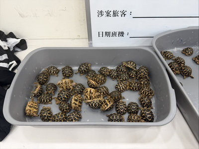 男大腿綁70隻印度星龜闖關  雄檢依野保法起訴