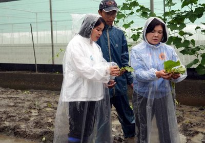 雲林葉菜類災損逾7成   恐衝擊市場蔬菜供應