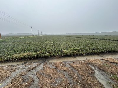 屏東農損逾1.3億 啟動全品項救助