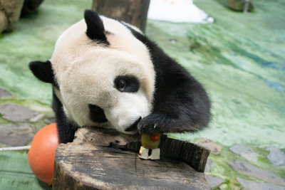 歡慶大貓熊「圓寶」6歲生日 北市動物園推認養保育