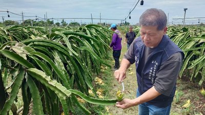嘉義太保火龍果園大雨損害逾2成　農民心血泡湯