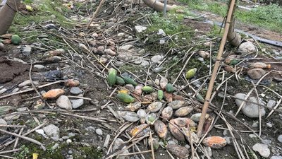 屏東農損逾1.8億　農糧署：改良場協助輔導復耕