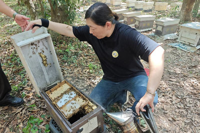 台南蜂農導入農改場技術 培育耐病與高採蜜力蜂種