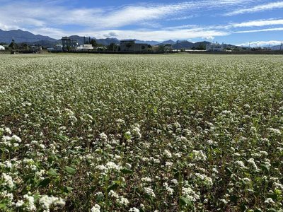 種苗場闢首座有機種子田  試種蕎麥添花海景觀
