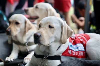 監院：導盲犬進出仍受限　應研議公部門拒絕就開罰