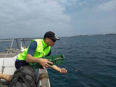 象牙鳳螺漁獲減少  水試所澎湖放流逾5萬顆種苗