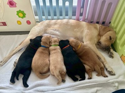 惠光導盲犬學校添5幼犬　招募寄養家庭協助訓練