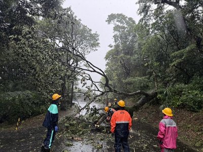颱風巴威釀北市217件災情　多為路樹倒塌