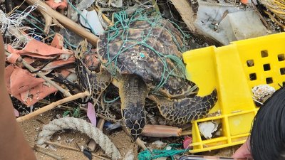 3玳瑁遭漁網纏困基隆沙灘 2隻存活1死亡