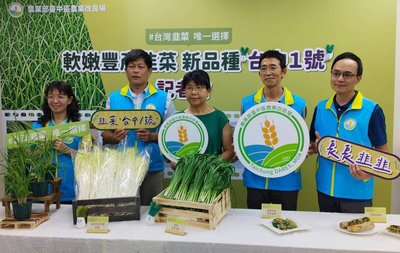 韭菜新品種台中1號 口感較佳產量更高