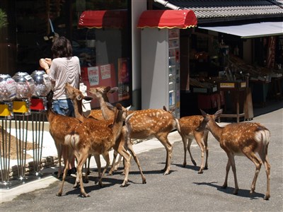 日本奈良鹿數量創新高　疑遊客過度餵食所致
