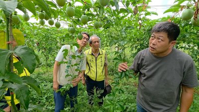 南投埔里百香果減產4成 農民盼中央現金救助