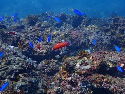 新北擬擴大設3浬帶狀保育區　禁潛水器、魚槍