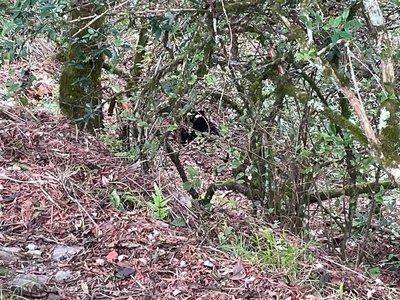 油婆蘭山屋驚現黑熊 雪管處籲做足安全準備