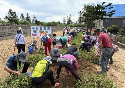 澎湖白膜花生採收期 上百民眾揮汗體驗一日農夫