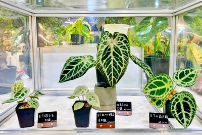 亞洲植物博覽會落幕 桃園8青創品牌6好農展成果