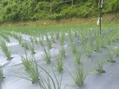 桃園農改場高山種青蔥  穩定夏季供需