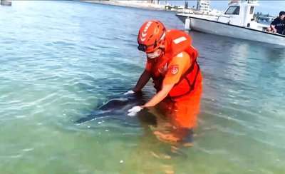 糙齒海豚誤闖馬公鎖港　澎縣府等聯手救援野放