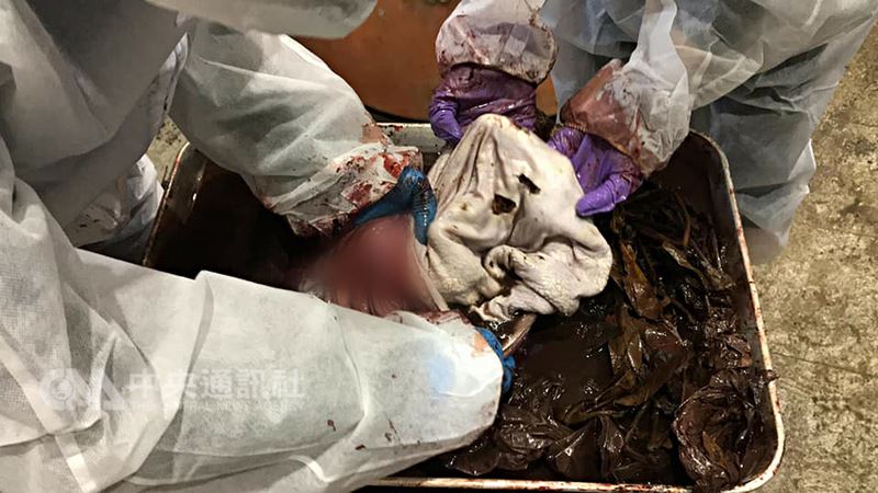 高雄港內迷航的3隻小虎鯨經成大海洋生物及鯨豚研究中心努力搶救仍宣告不治,9日晚間解剖最瘦的一隻母小虎鯨時發現,胃裡竟有18個塑膠袋。(成大鯨豚中心提供)中央社記者張榮祥台南傳真 107年3月10日