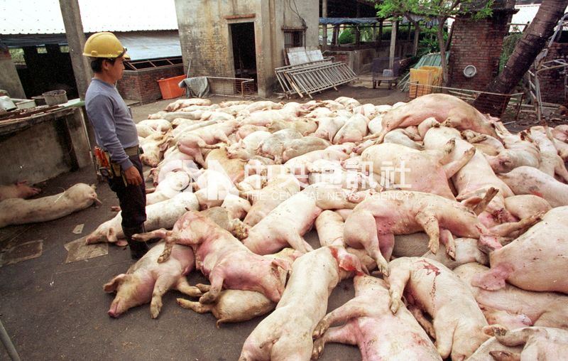 豬隻口蹄疫衝擊養豬戶,全台撲殺超過400萬頭豬隻。(中央社檔案照片)