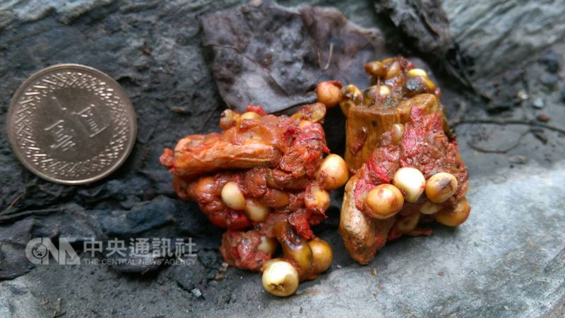 花蓮南安瀑布附近日前發現有台灣黑熊小熊出沒,小熊21日一度跑上省道,花蓮林管處已派獸醫及同仁到場監控,並發現小熊排遺,當中都是姑婆芋但夾有菸蒂,研判小熊健康情況不佳。(花蓮林管處提供)中央社記者李先鳳傳真 107年7月21日
