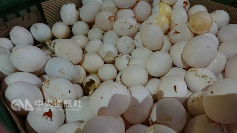 桃園地檢署偵辦黑心蛋案,逮捕涉嫌販售逾期蛋品、蛋液的負責人蕭卓福及蕭文和父子,檢方訊後分別諭令以新台幣50萬元及10萬元交保。(桃園地方檢察署提供)中央社記者吳睿騏桃園傳真 107年8月12日