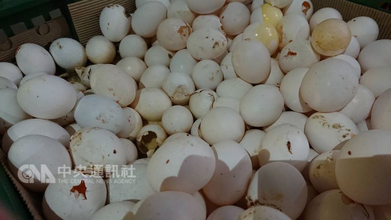 桃園地檢署偵辦黑心蛋案,逮捕涉嫌販售逾期蛋品、蛋液的負責人蕭卓福及蕭文和父子。(桃園地方檢察署提供)中央社記者吳睿騏桃園傳真 107年8月12日